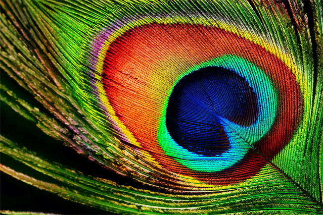 Vinilos para muebles o armarios pluma pavo real